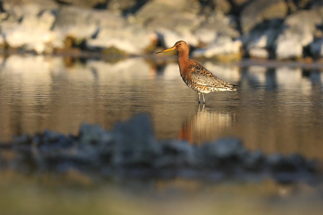 Black-tailed Godwit, Borganes, Iceland, June 2019.