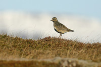 Golden Plover
