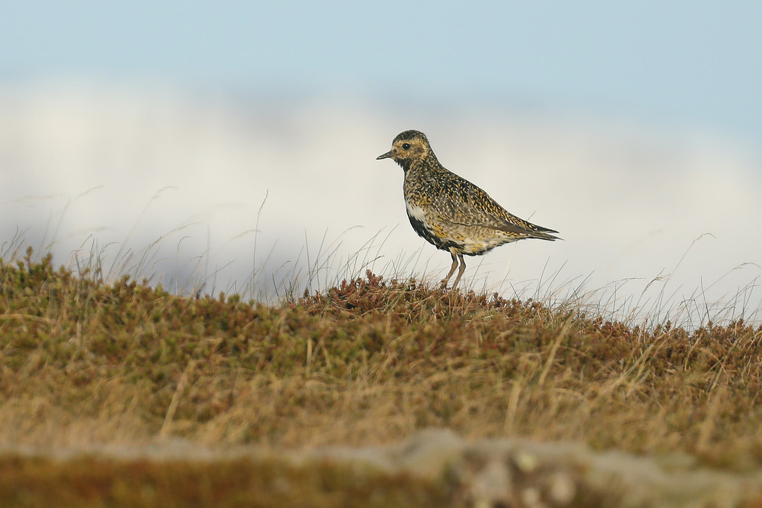 Golden Plover, Borganes, Iceland, June 2019.