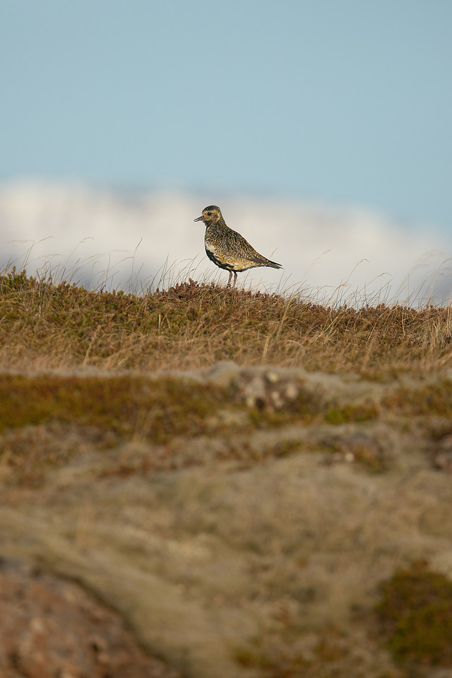 Golden Plover, Borganes, Iceland, June 2019