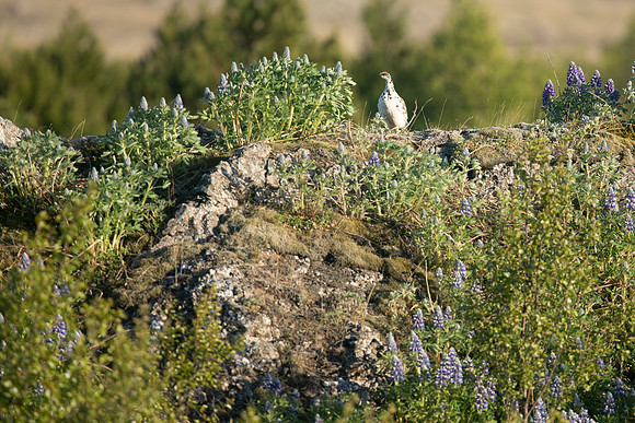 Ptarmigan, Borganes, Iceland, June 2019