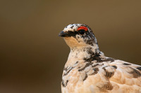 Ptarmigan, Stykkishólmur, Iceland, June 2019.