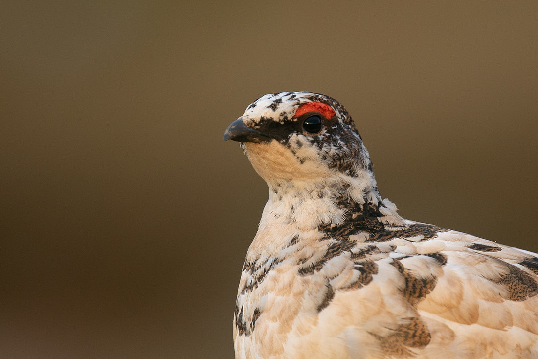 Ptarmigan, Stykkishólmur, Iceland, June 2019.