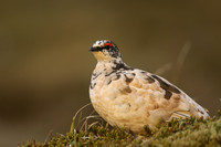 Ptarmigan, Stykkishólmur, Iceland, June 2019