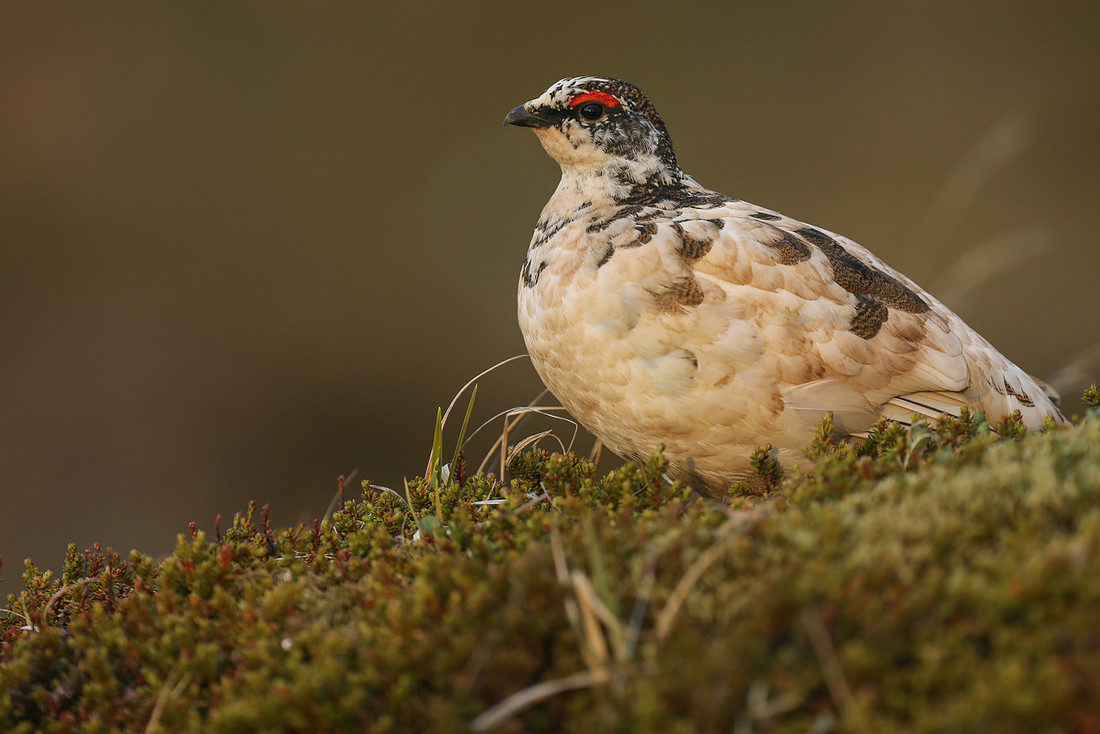 Ptarmigan, Stykkishólmur, Iceland, June 2019