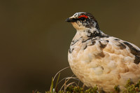 Ptarmigan, Stykkishólmur, Iceland, June 2019