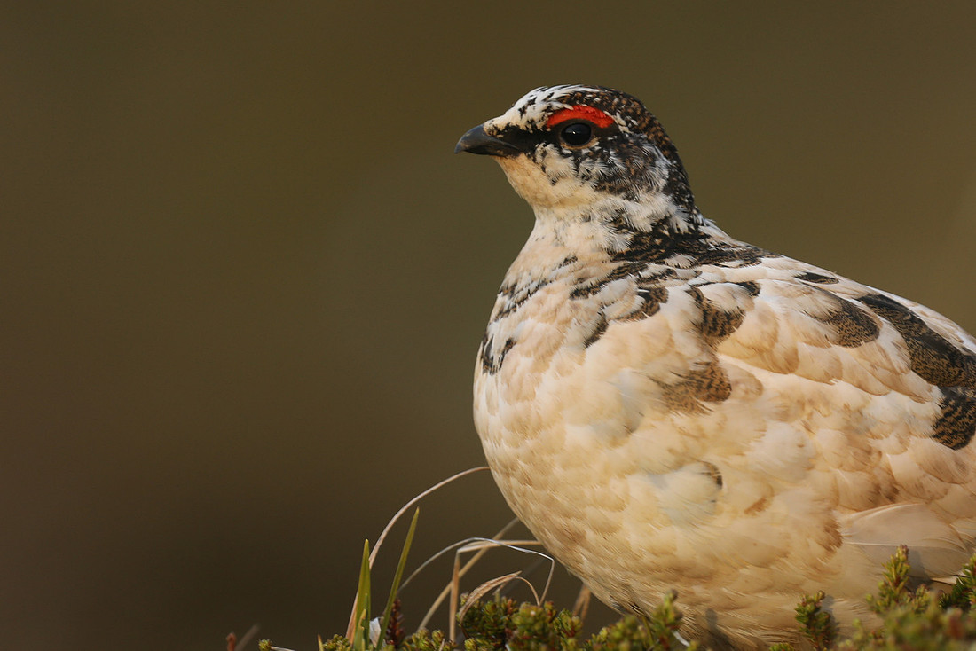 Ptarmigan, Stykkishólmur, Iceland, June 2019