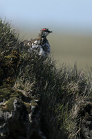 Ptarmigan, Iceland, June 2019
