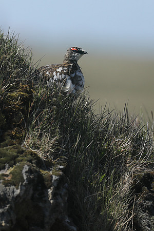 Ptarmigan, Iceland, June 2019