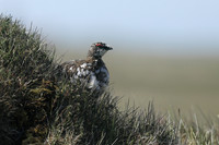 Ptarmigan, Iceland, June 2019