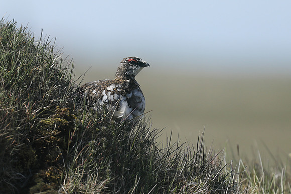 Ptarmigan, Iceland, June 2019