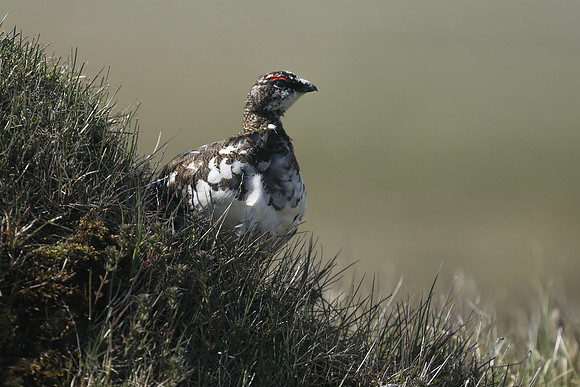 Ptarmigan, Iceland, June 2019