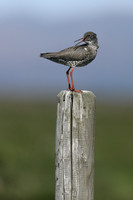 Redshank, Floi Bird Reserve, Iceland, June 2019