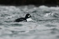 Barrows Goldeneye, River Laxa, Iceland, June 2019