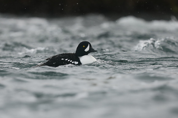Barrows Goldeneye, River Laxa, Iceland, June 2019