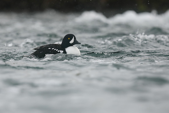 Barrows Goldeneye, River Laxa, Iceland, June 2019.