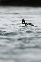 Barrows Goldeneye, River Laxa, Iceland, June 2019