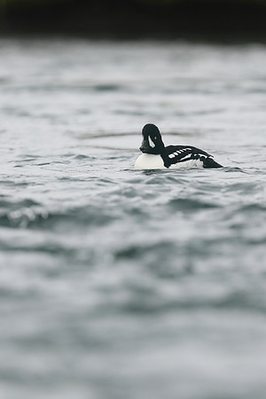 Barrows Goldeneye, River Laxa, Iceland, June 2019
