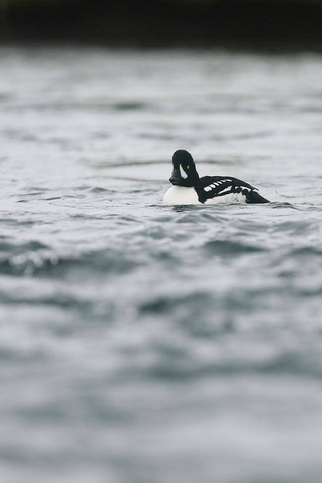 Barrows Goldeneye, River Laxa, Iceland, June 2019