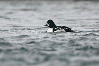 Barrows Goldeneye, River Laxa, Iceland, June 2019
