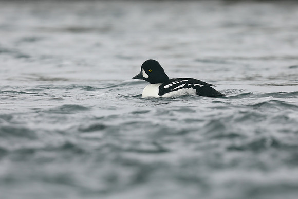 Barrows Goldeneye, River Laxa, Iceland, June 2019