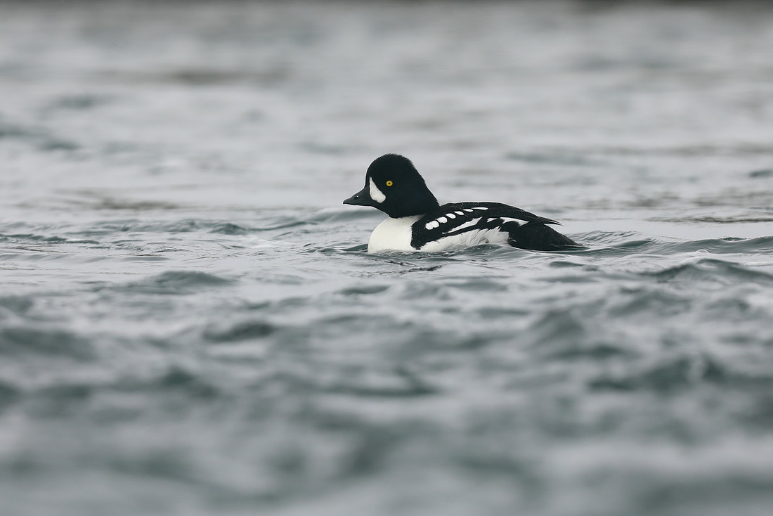 Barrows Goldeneye, River Laxa, Iceland, June 2019