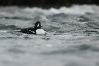 Barrows Goldeneye, River Laxa, Iceland, June 2019