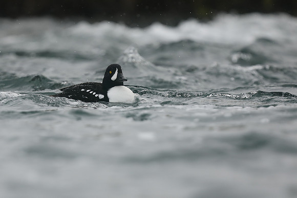 Barrows Goldeneye, River Laxa, Iceland, June 2019