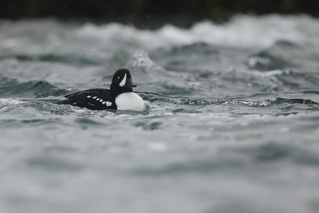 Barrows Goldeneye, River Laxa, Iceland, June 2019