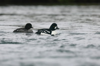 Barrows Goldeneye, River Laxa, Iceland, June 2019