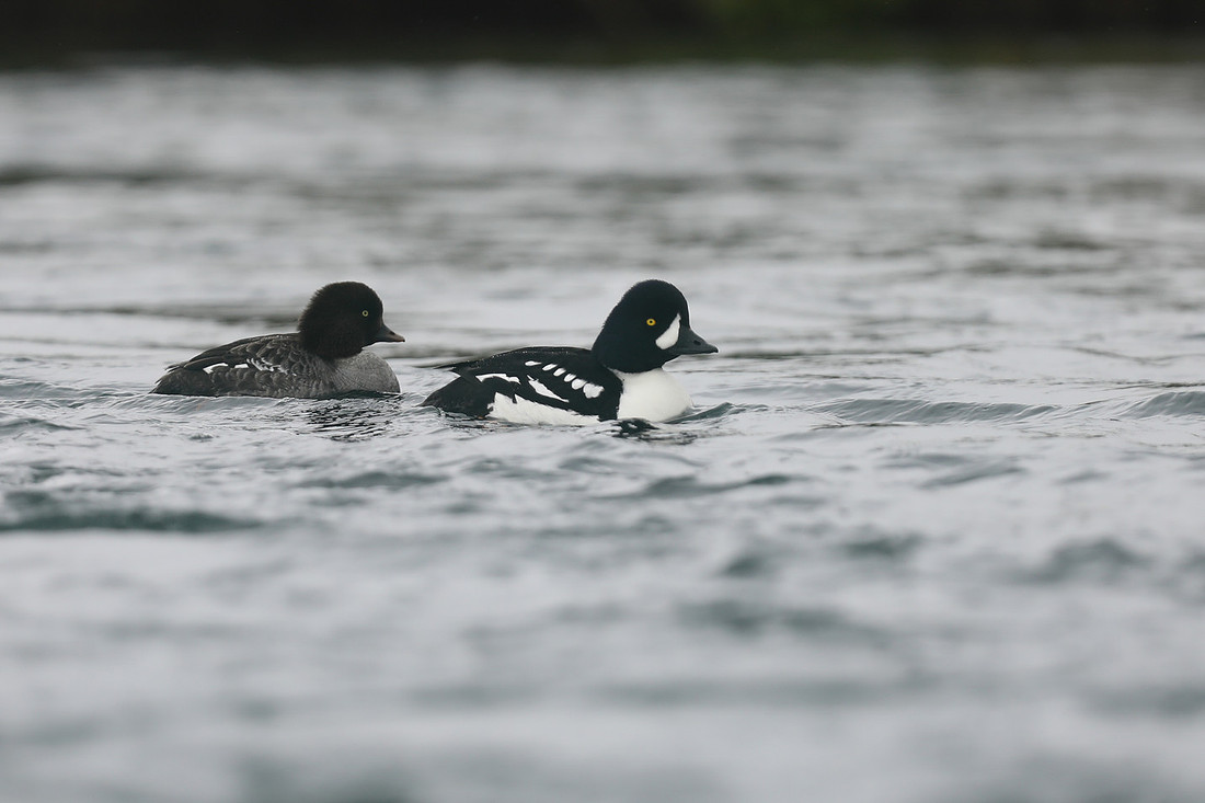 Barrows Goldeneye, River Laxa, Iceland, June 2019