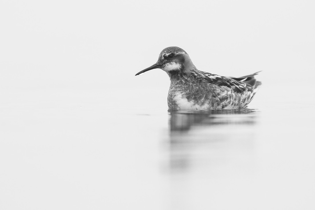 Red-necked Phalarope, Lake Myvatn, Iceland, June 2019