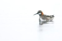 Red-necked Phalarope, Lake Myvatn, Iceland, June 2019