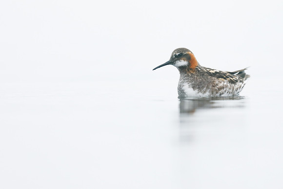 Red-necked Phalarope, Lake Myvatn, Iceland, June 2019