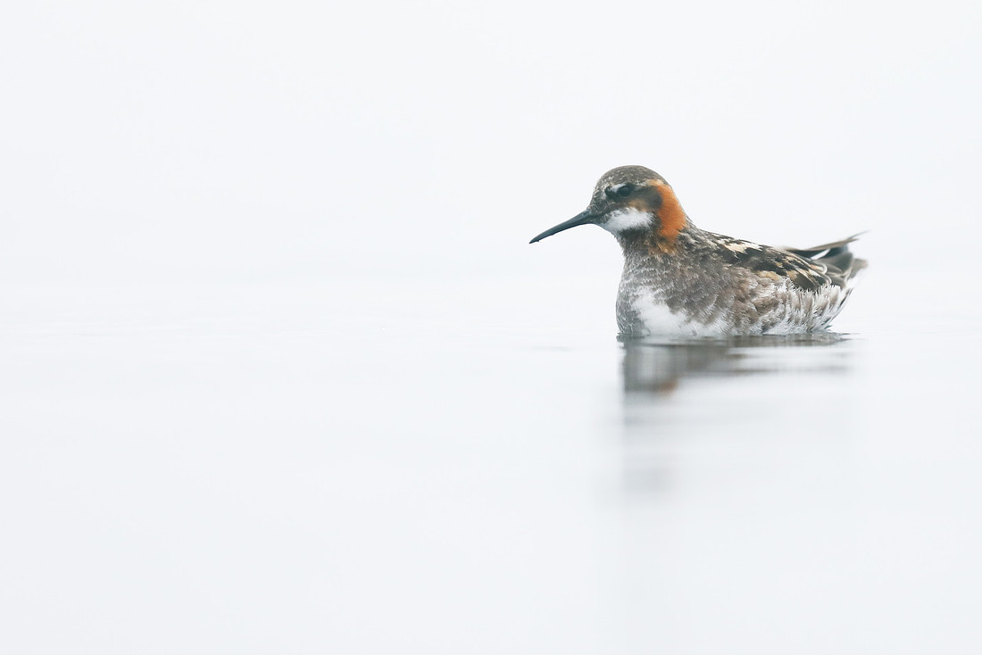 Red-necked Phalarope, Lake Myvatn, Iceland, June 2019