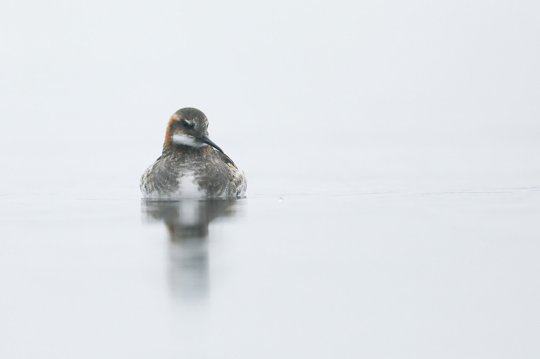 Red-necked Phalarope, Lake Myvatn, Iceland, June 2019