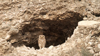 Little Owl, Larnaca Salt Lake 2014