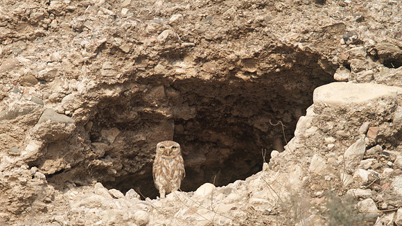 Little Owl, Larnaca Salt Lake 2014