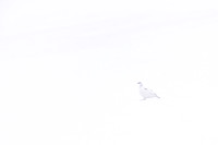 Ptarmigan, Cairngorms, February 2024