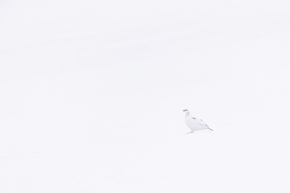 Ptarmigan, Cairngorms, February 2024