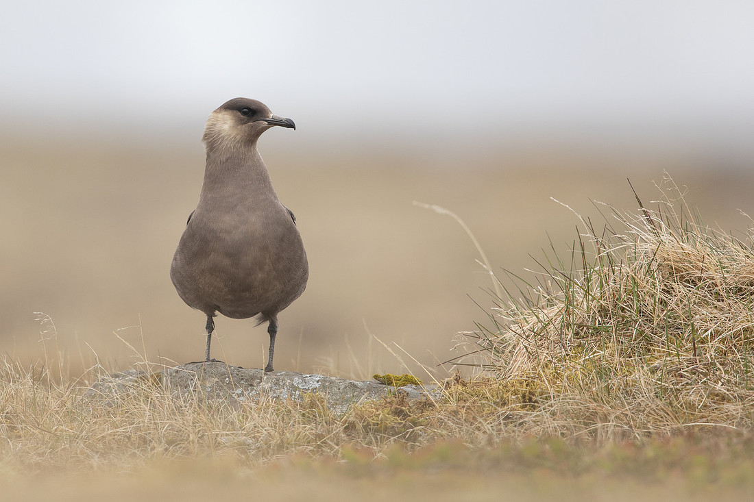 Arctic Skua,Snæfellsnes peninsula, Iceland, June 2022