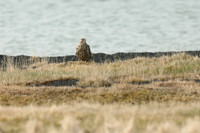 Gyr Falcon