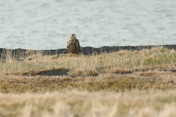 Gyr Falcon, Lake Myvatn, June 2019.