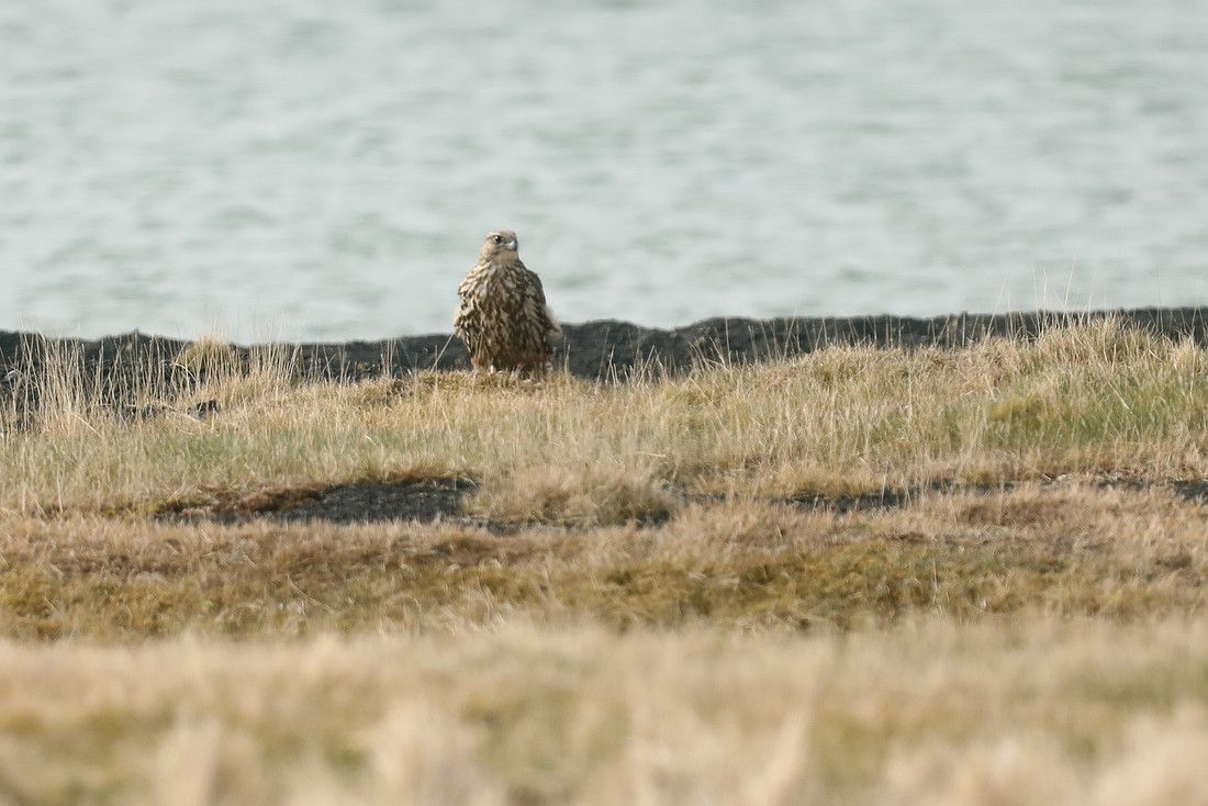 Gyr Falcon, Lake Myvatn, June 2019.