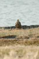 Gyr Falcon, Lake Myvatn, June 2019