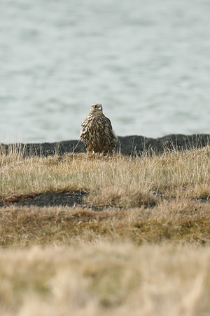 Gyr Falcon, Lake Myvatn, June 2019