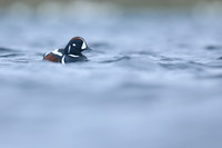 Harlequin Duck, River Lava, June 2019