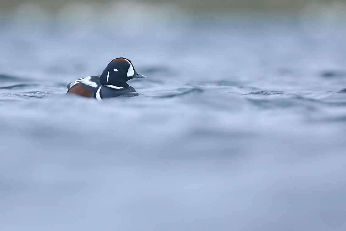 Harlequin Duck, River Lava, June 2019