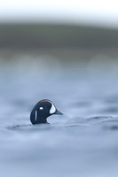 Harlequin Duck, River Lava, June 2019