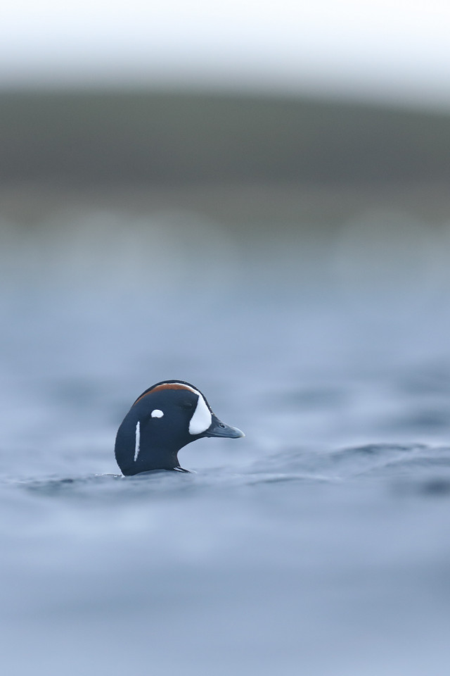 Harlequin Duck, River Lava, June 2019